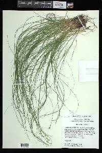 Carex atlantica subsp. capillacea image