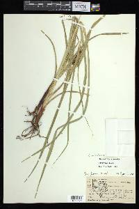 Carex aureolensis image