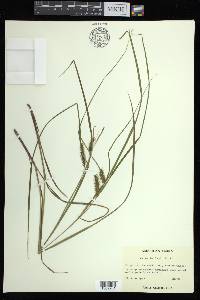 Carex baileyi image