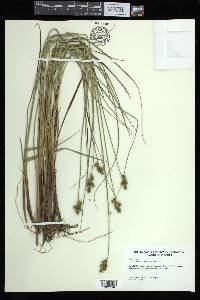 Carex atlantica subsp. atlantica image