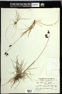 Carex atrofusca image