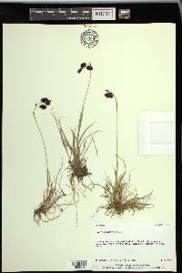 Carex atrofusca image