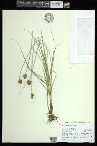 Carex athrostachya image