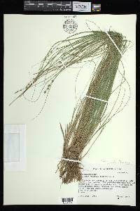 Carex atlantica subsp. capillacea image