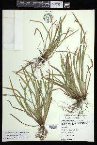 Carex backii image