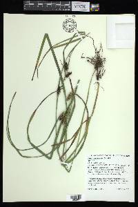 Carex aureolensis image