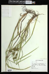 Carex aureolensis image