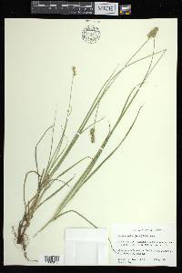 Carex austrina image