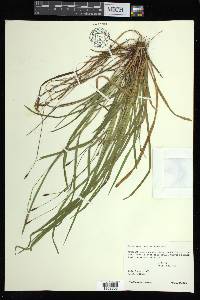 Carex austrocaroliniana image