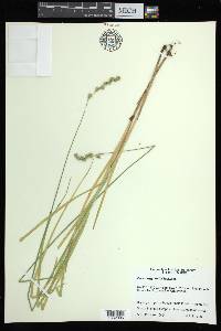 Carex argyrantha image