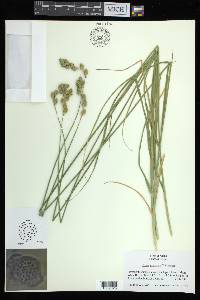 Carex argyrantha image