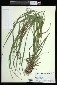 Carex aureolensis image