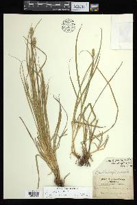 Carex austrina image