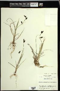 Carex atrofusca image