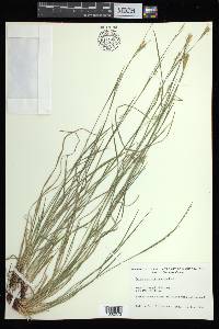 Carex assiniboinensis image