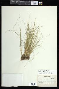 Carex atlantica subsp. capillacea image