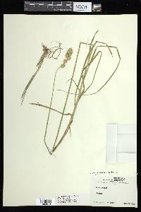 Carex argyrantha image