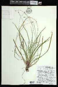 Carex austrocaroliniana image