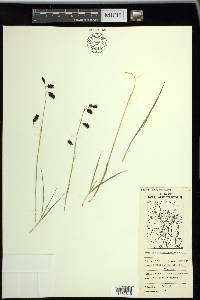 Carex atrofusca image