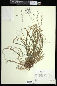 Carex austrocaroliniana image