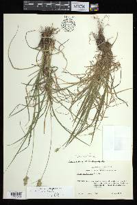 Carex austrina image