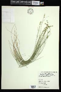 Carex atlantica subsp. capillacea image