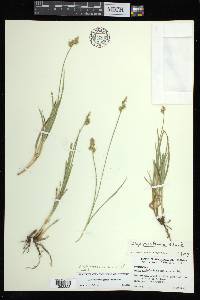 Carex austrina image