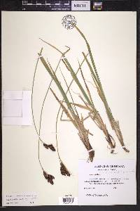 Carex epapillosa image