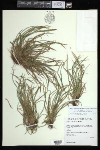 Carex backii image