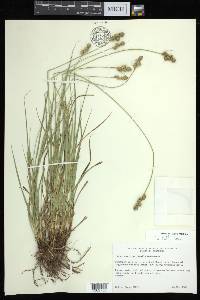 Carex austrina image