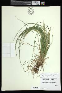 Carex assiniboinensis image