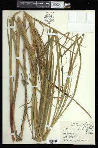 Carex atherodes image