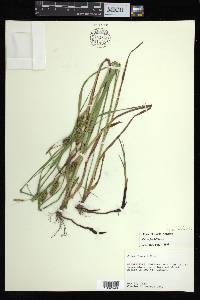 Carex aureolensis image