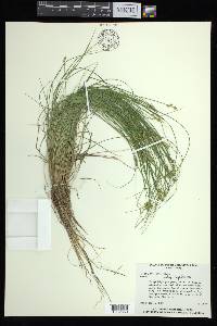 Carex atlantica subsp. capillacea image