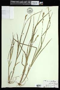 Carex argyrantha image