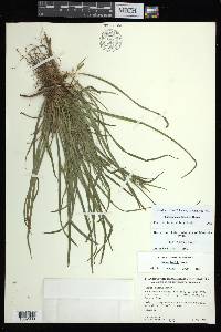 Carex backii image