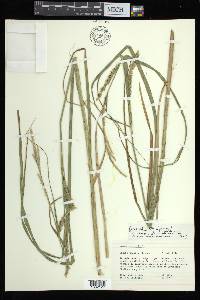 Carex atherodes image