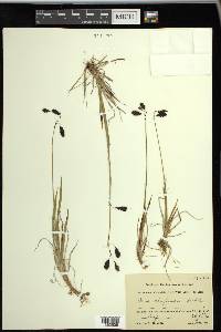 Carex atrofusca image