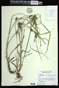 Carex aureolensis image