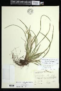 Carex backii image