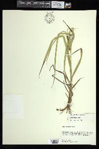 Carex aureolensis image