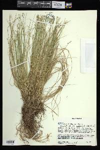 Carex atlantica subsp. capillacea image