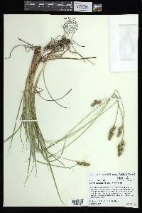 Carex austrina image