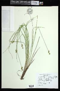 Carex atlantica subsp. atlantica image