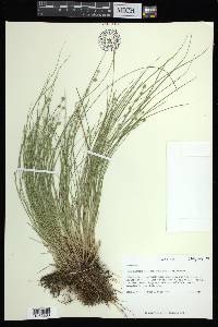 Carex atlantica subsp. capillacea image