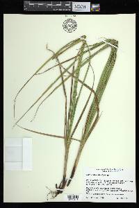 Carex atherodes image