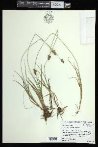 Carex austrina image