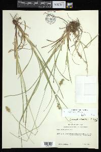 Carex austrina image