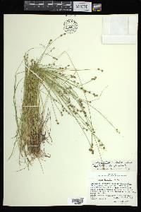 Carex atlantica subsp. capillacea image
