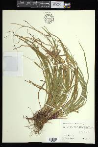 Carex austrocaroliniana image